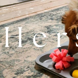 Hersenwerk je forma mentálního tréninku, při které pes řeší jednoduché úkoly pomocí čichu, tlapek a mozku. Nejde o výkon,...