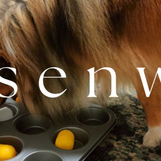 Hersenwerk je aktivita pro všechny psy — bez ohledu na věk, velikost nebo povahu. 🐶 Pro štěňata je to skvělý způsob, jak...