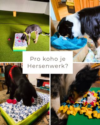 Hersenwerk je pro každého psa. 🐶💚 Pro štěně, které se učí soustředit. Pro dospělého, který potřebuje zpomalit. Pro...
