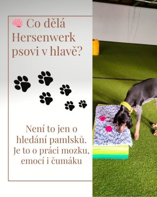 Hersenwerk není o tom, aby pes „rychle našel odměnu“. Je o tom, aby si uvolnil hlavu, zapojil čumák a získal sebehodnotu...