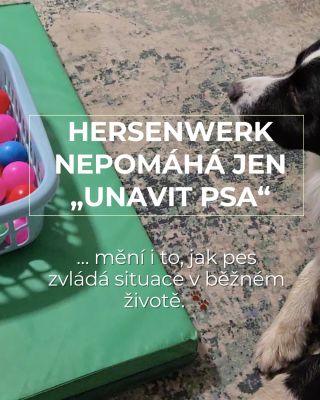 Možná jste už slyšeli, že Hersenwerk unaví psa a pomáhá mu zklidnit hlavu. Ale to nejlepší se ukáže mimo hru ✨ Pes, který...