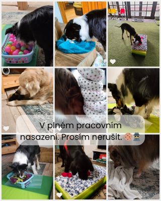 Kdyby psi měli pracovní pozice, byli by to profesionální hledáči svačinek 🤣 Tady je pár záběrů z jejich „pracovní směny“ 🐶...
