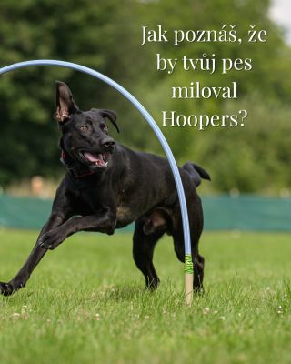 Přemýšlíte někdy, jestli by byl Hoopers pro vašeho psa to pravé? Tady je pár jednoduchých signálů, které napoví: 🟣 Rád...