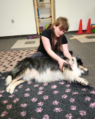 Sportující pes potřebuje víc než jen trénink 🐶 Stejně důležitá je i pravidelná péče o jeho tělo. Preventivní fyzioterapie...