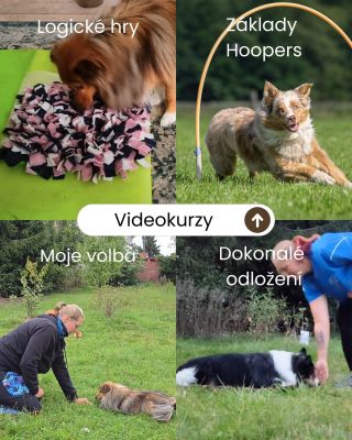 Pokud chcete se psem pracovat smysluplně, v klidu a vlastním tempem, můžete si vybrat z těchto online kurzů 🐶👇 🎥 Základy...