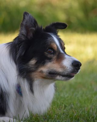 Než pes vyběhne, je tady tenhle moment. Soustředění. Čekání. Připravenost. Právě tady začíná trénink. Ne během, ale ještě...