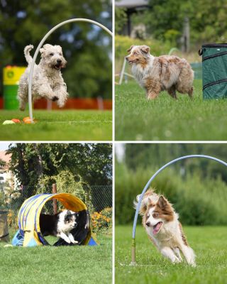 Každý trénink je trochu jiný. Někdy se pracuje u barelů, jindy u překážek nebo tunelu. 🐶 Důležité je, jak na sebe navazují...